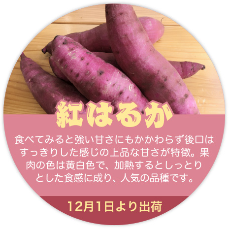 紅はるか